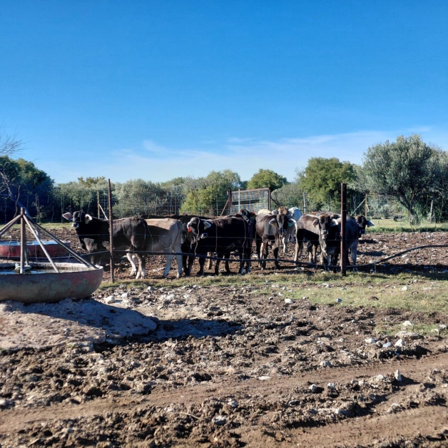 Commercial Property for Sale in Barkly West Rural Northern Cape